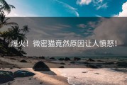 爆火！微密猫竟然原因让人愤怒！